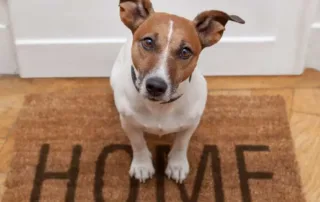 Dog waits on the welcome mat
