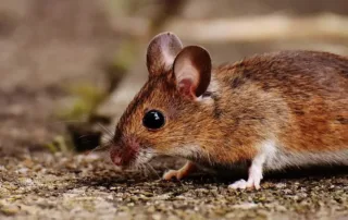 mice ants and other pests can invade your air conditioner