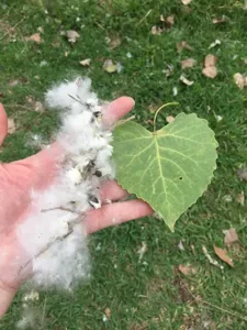 cottonwood-leaf-and-fluffy-seeds Cottonwood seeds are fluffy and can clog up an outdoor AC unit.